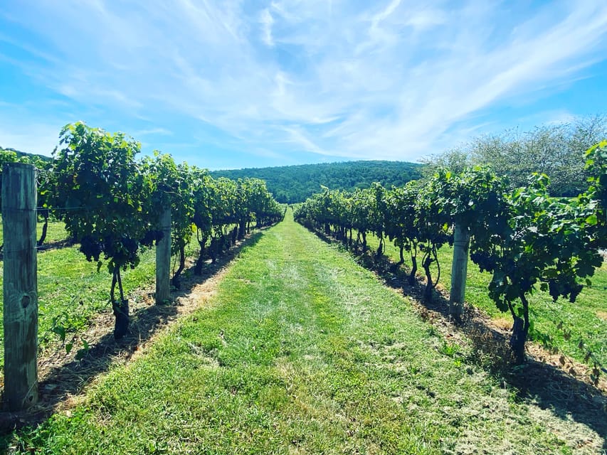 Virginia Wineries Tours: Experience Virginia Wineries – Washington DC