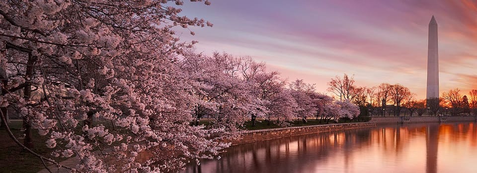 Washington: Cherry Blossom Tour – Washington DC