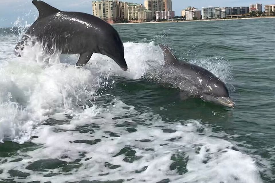 Wild Dolphin Boat Tour – Cape Romano, Florida