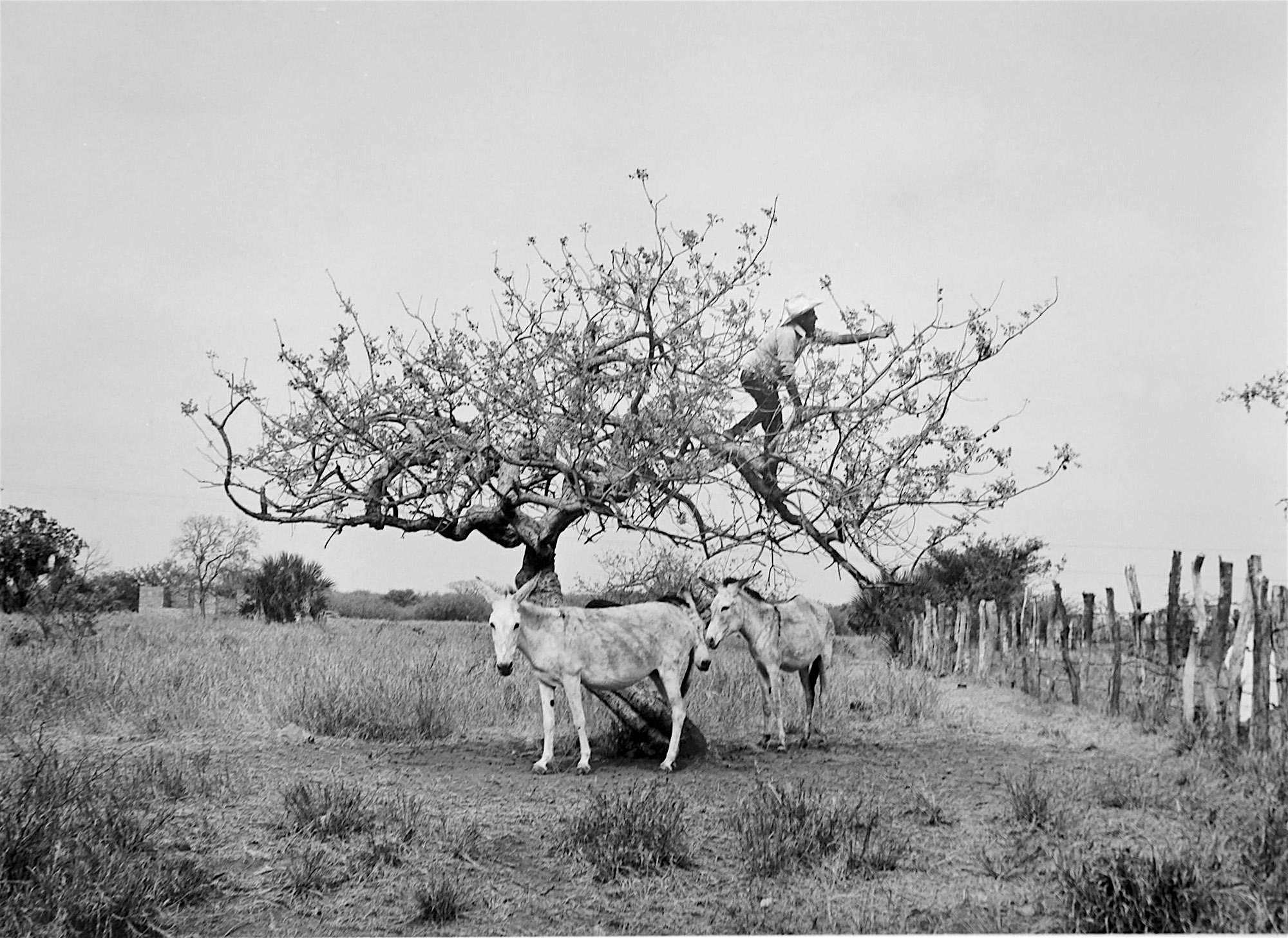 Opening Reception of Flor Garduño: Paths of Life – Houston, TX