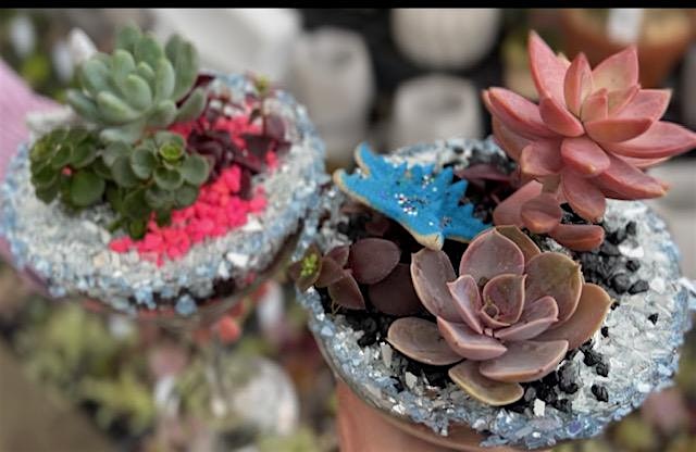 Cinco de Mayo Margarita Succulents at Smith’s Acres Llc – East Lyme, CT