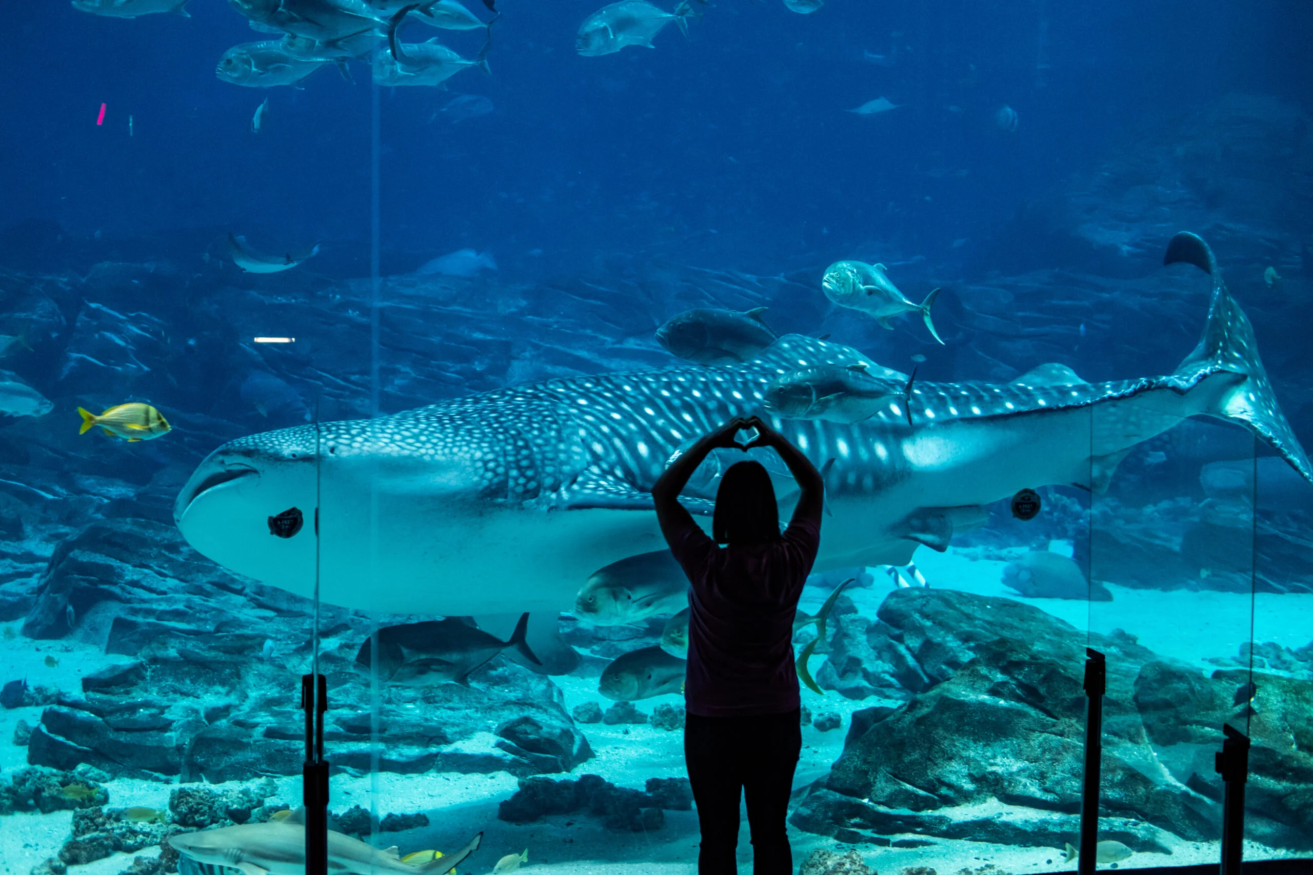 Discover the Wonders of Georgia Aquarium and March Madness Traditions – Atlanta, GA