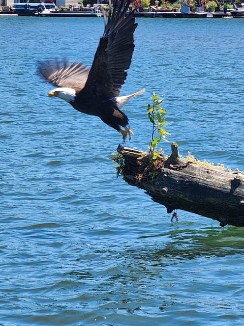 2 Hour Nature River Boat Tour on the Willamette River – Willamette River, Oregon