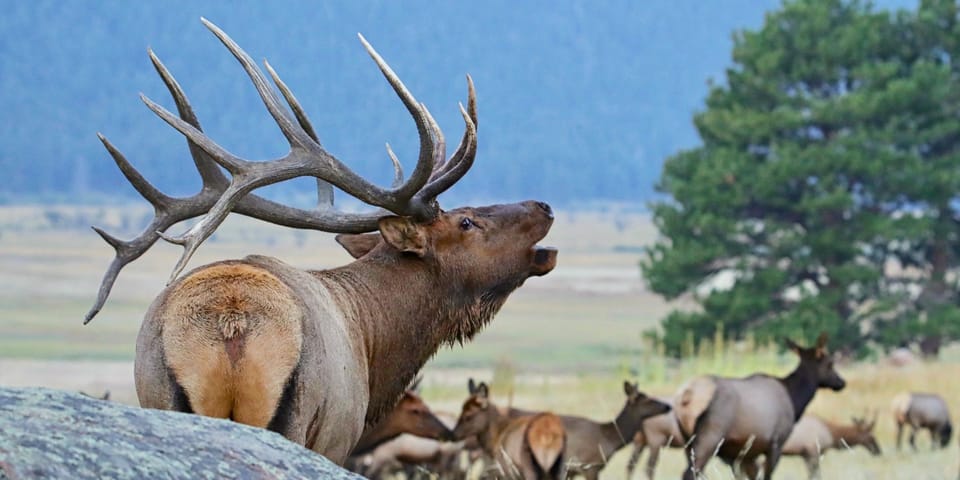 3/4 Day RMNP Mtn to Sky+Bear Lake Rd Tour-RMNPhotographer – Alpine Visitor Center, Colorado