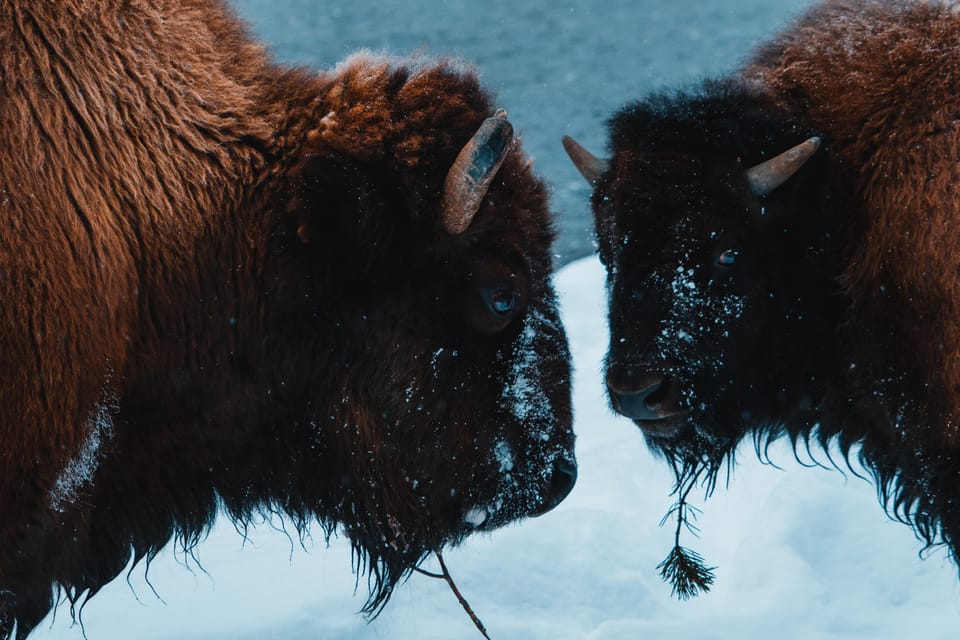 5-Day Winter Yellowstone Wildlife Tour – Lower Yellowstone Falls, Wyoming