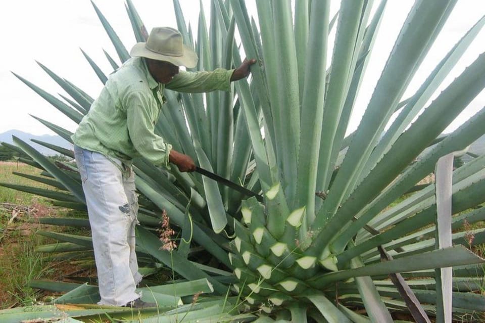 Acapulco: Mezcal Factory Tasting Learning Experience – Acapulco, Mexico