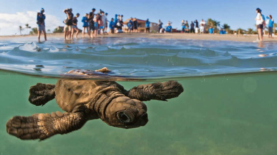 Acapulco: Turtle Release Experience – Acapulco, Mexico