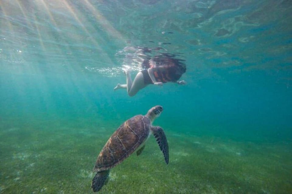 Akumal: Swim With Turtles Tour – Akumal, Mexico