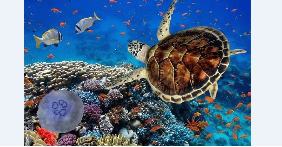 Akumal: Turtle Swim & Jungle Adventure Tour – Akumal, Mexico