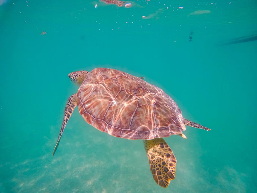 Akumal: yalku lagoon and snorkeling with turtles – Tulum, Mexico