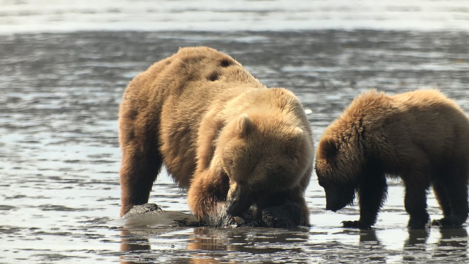 Alaska 9 Day Ocean Wildlife to Interior Wilderness Adventure – Alaska, Alaska