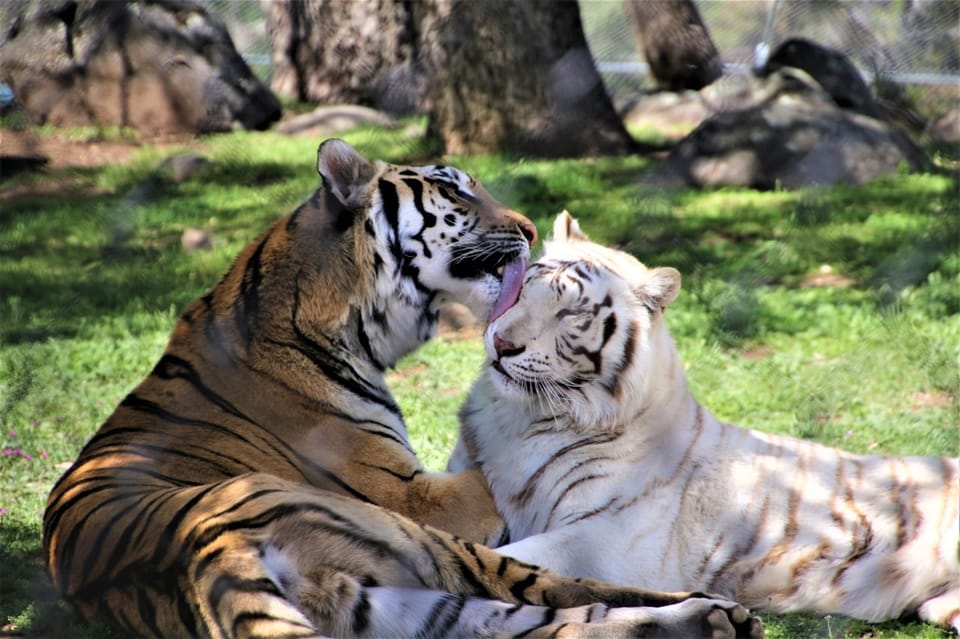 Alpine: Lions Tigers & Bears Animal Sanctuary Guided Visit – California, California