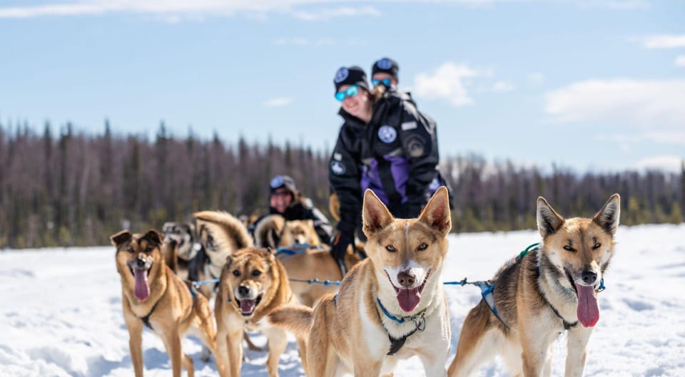 Anchorage: Dog Sled Ride in Willow with Transfers – Anchorage, Alaska