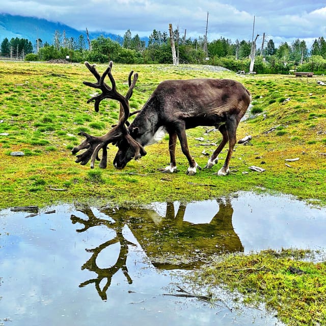 Anchorage: Scenic Tour to Wildlife Center with hotel pickup – Anchorage, Alaska