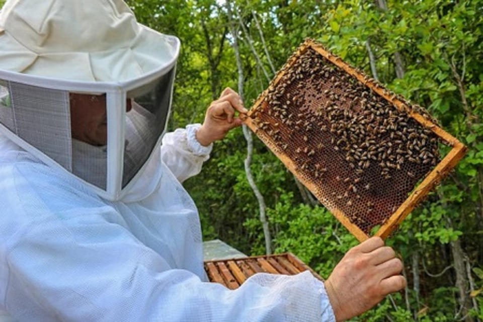 Apiary Tour (Bee tour) also Archeological site and salt Pond – Xcambo Archaeological Zone, Mexico