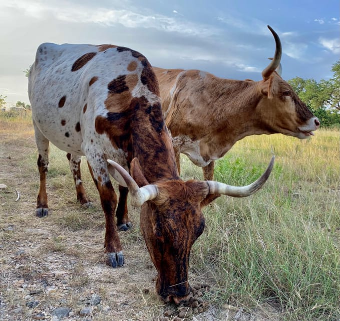 Bandera: Ranch Visit with Longhorns and Horses – Bandera, Texas