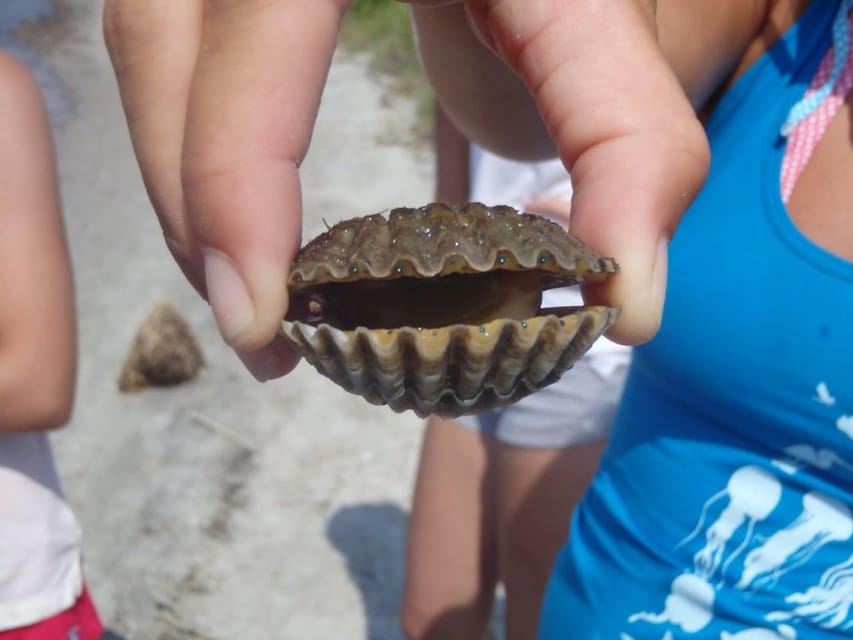 Berlin: Assateague Island Wildlife Discovery Kayak Tour – Assateague Island, Maryland