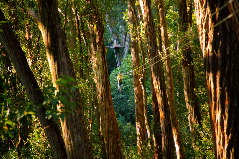 Big Island: 3-Hour Kohala Canopy Zipline Adventure – Hawaii, Hawaii