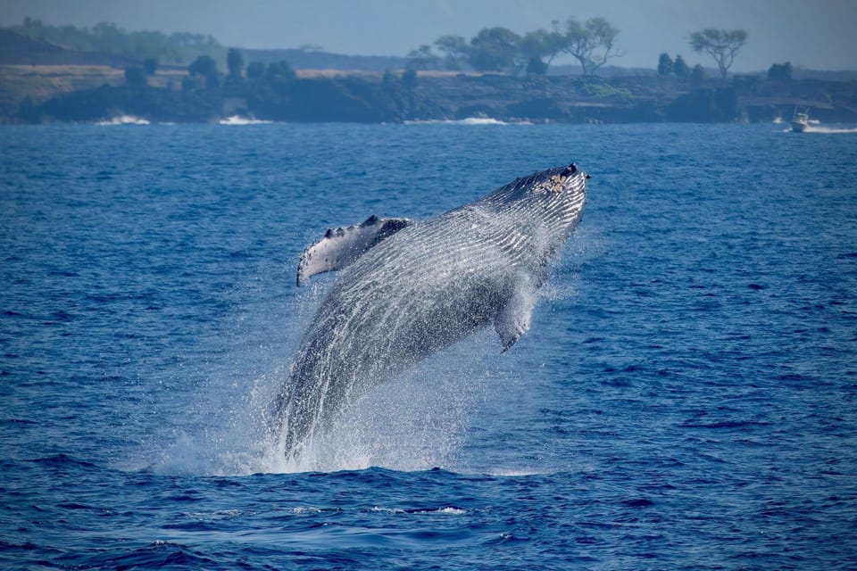 Big Island: Kona Super Raft Whale Watch – Kailua-Kona, Hawaii