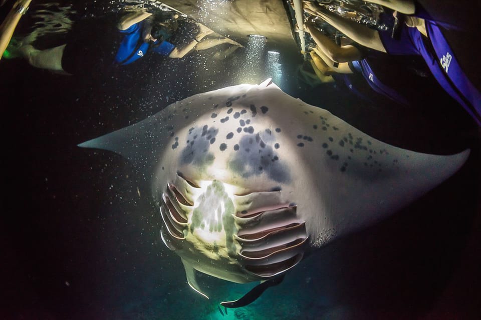 Big Island: Night Swim with Manta Ray with Hot Chocolate – Hawaii, Hawaii