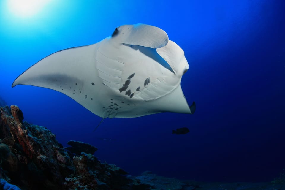 Big Island: Snorkel with Manta Rays – Manta Guarantee – Hawaii, Hawaii