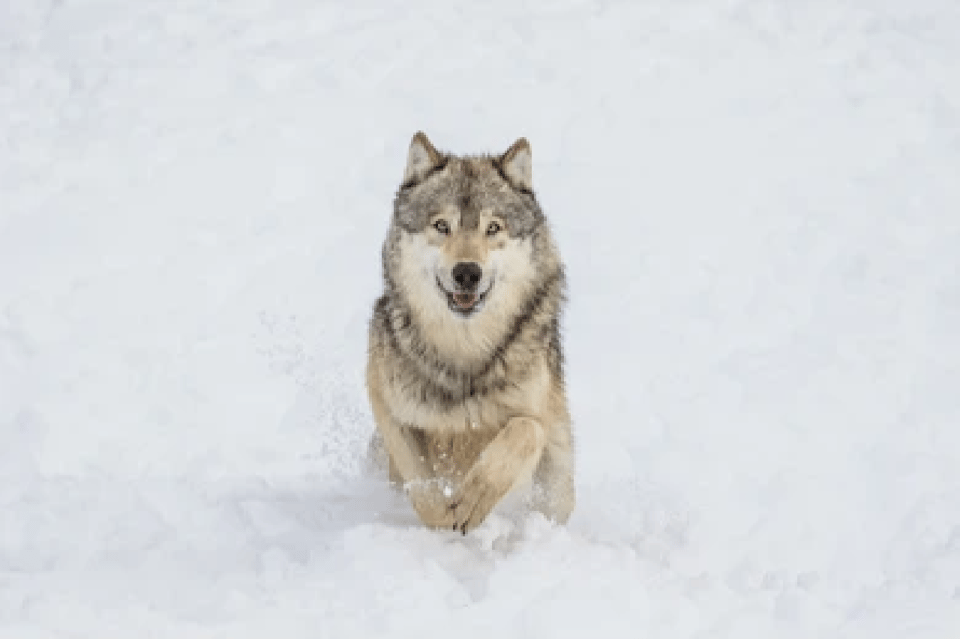 Bozeman: Yellowstone Wolves and Winter 4Day/3Night Adventure – Fountain Paint Pots, Wyoming