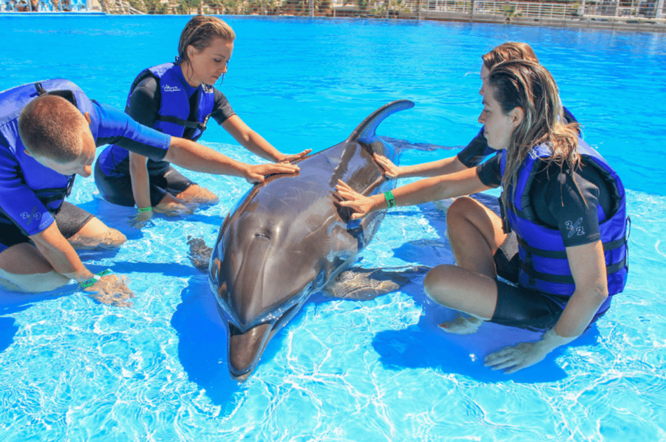 Cabo San Lucas: Dolphin Family Encounter – San Jose del Cabo, Mexico