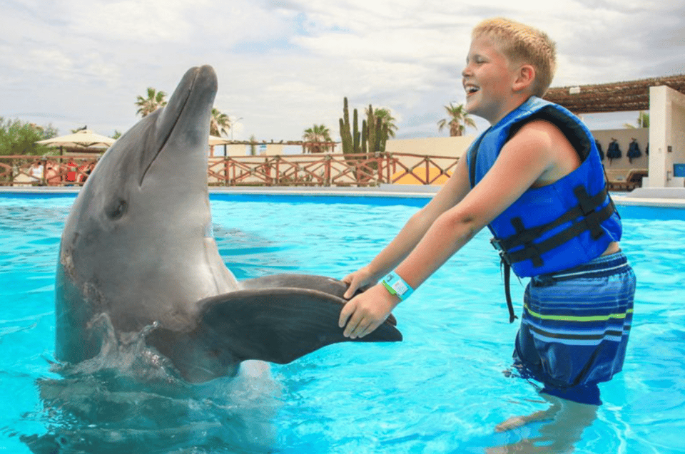 Cabo San Lucas: Dolphin Premium Swim Interactive Adventure – San Jose del Cabo, Mexico