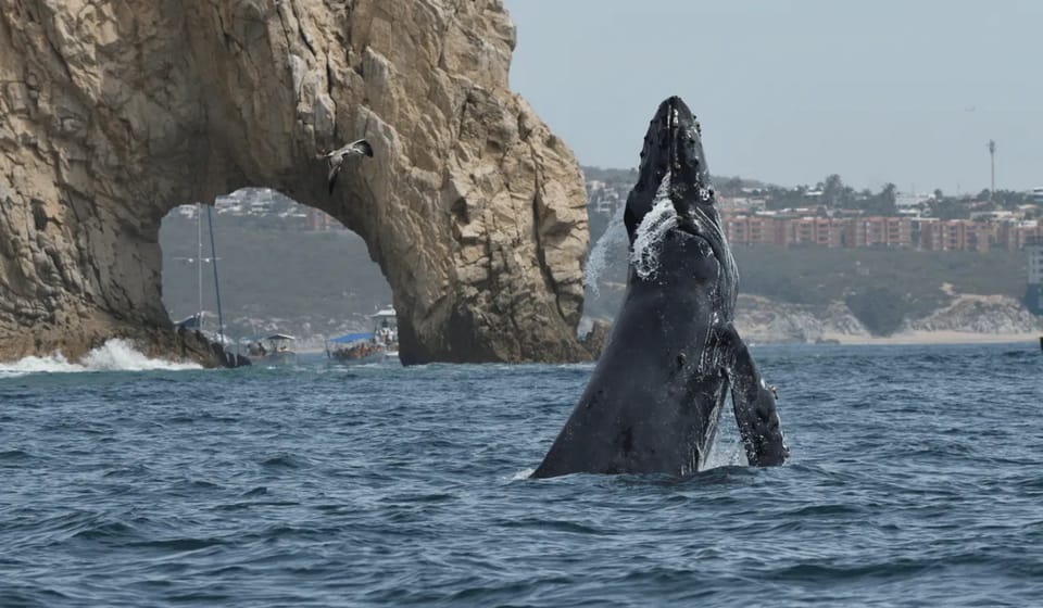 Cabo San Lucas: Shared Whale Watching Cruise with Open Bar – Cabo San Lucas, Mexico