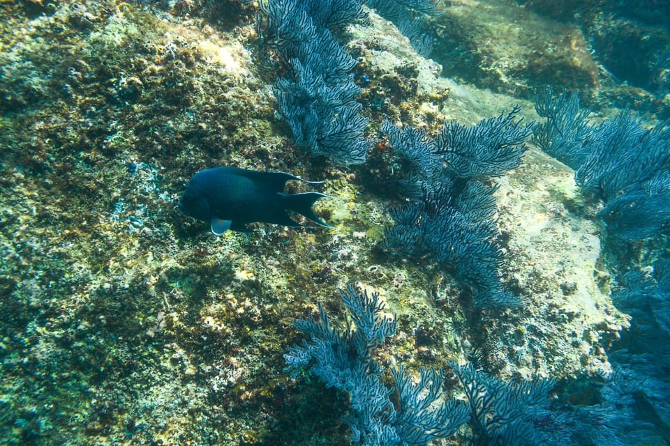 Cabo San Lucas: Snorkeling at Lovers Beach – Cabo San Lucas, Mexico