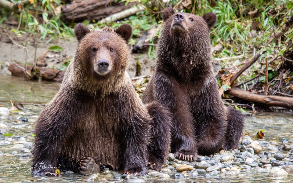 Campbell River: Full-Day Grizzly Bear Tour – Campbell River, Canada