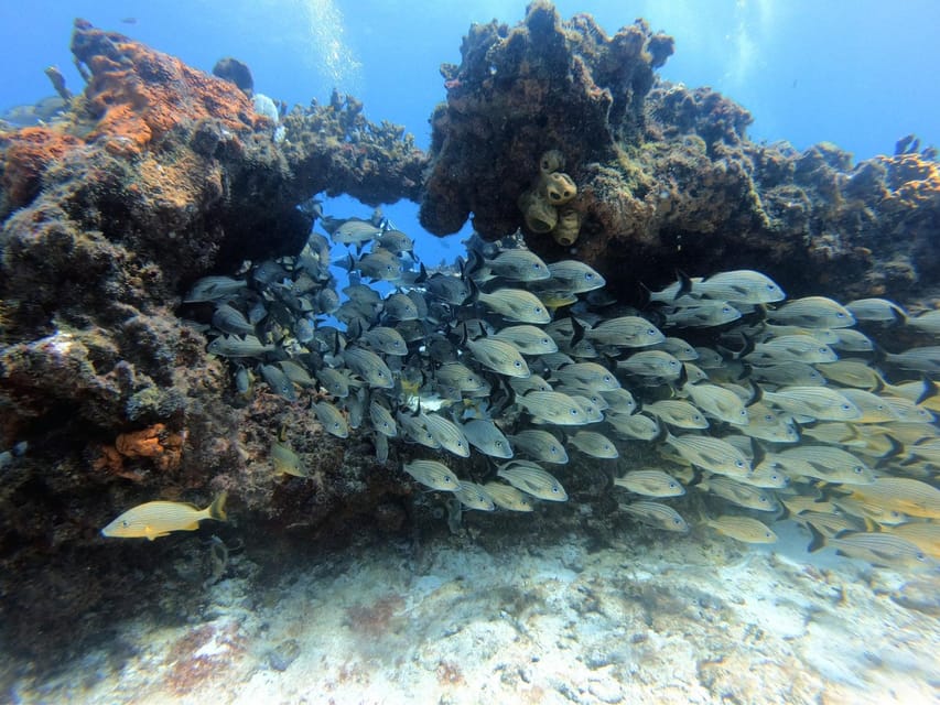 Cancun: 2 Reef Dives at Punta Cancun for Certified Divers – Cancun’s National Park, Mexico