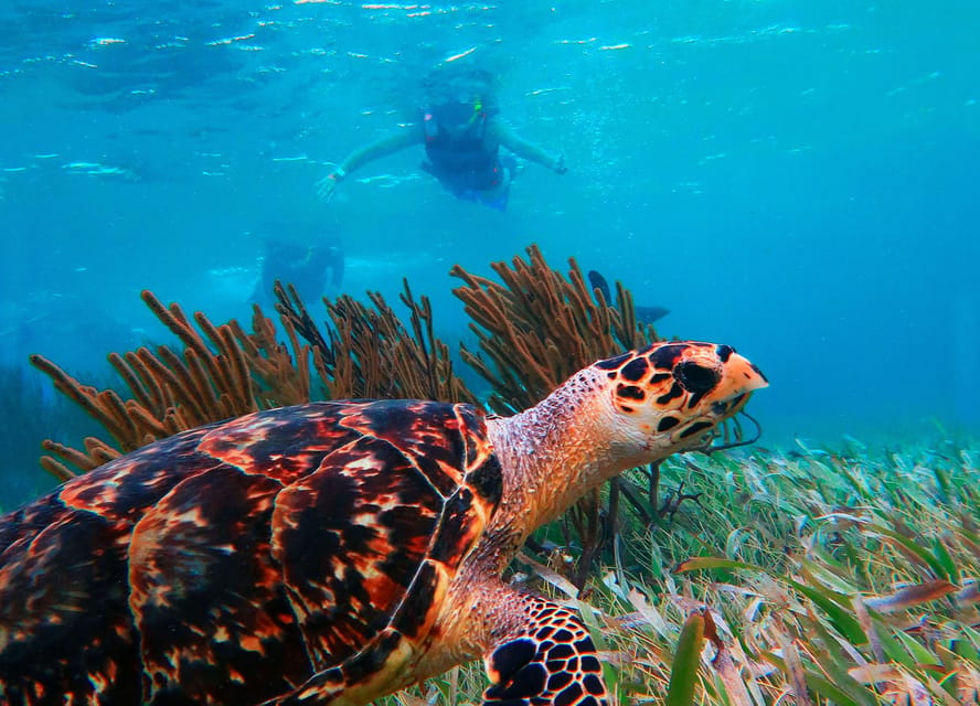 Cancún: Puerto Morelos Reef Snorkeling Tour & Seaside Lunch – Cancún, Mexico