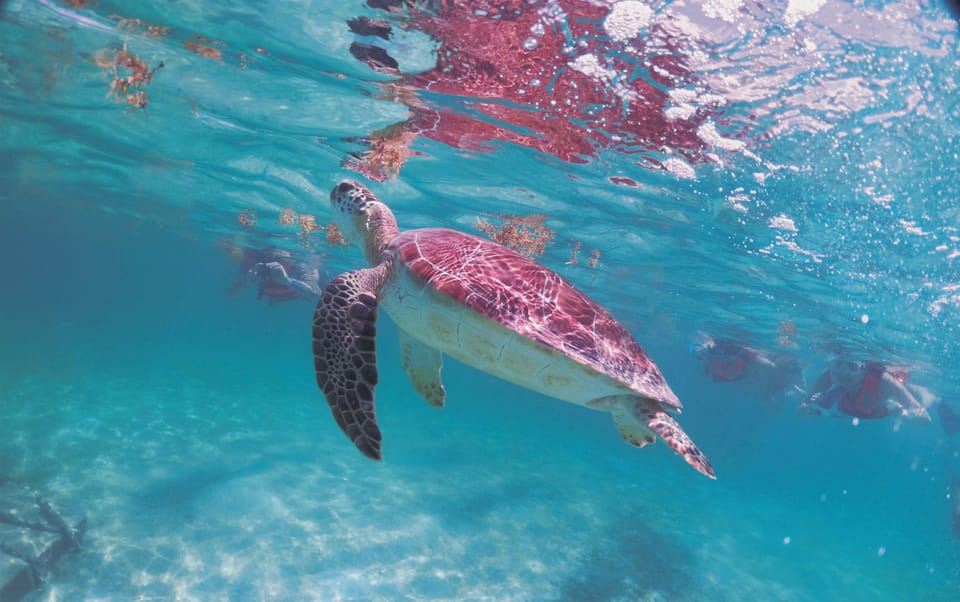 Cancun: Snorkeling tour with Sea Turtle Akumal & Cenote Swim – Tulum, Mexico