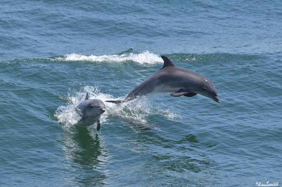 Cape May: Dolphin and Bird Watching Cruise – Cape May Point, New Jersey