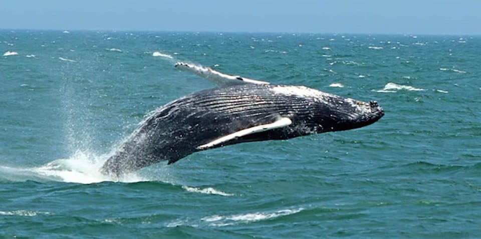 Cape May: Jersey Shore Whale and Dolphin Watching Cruise – Cape May, New Jersey