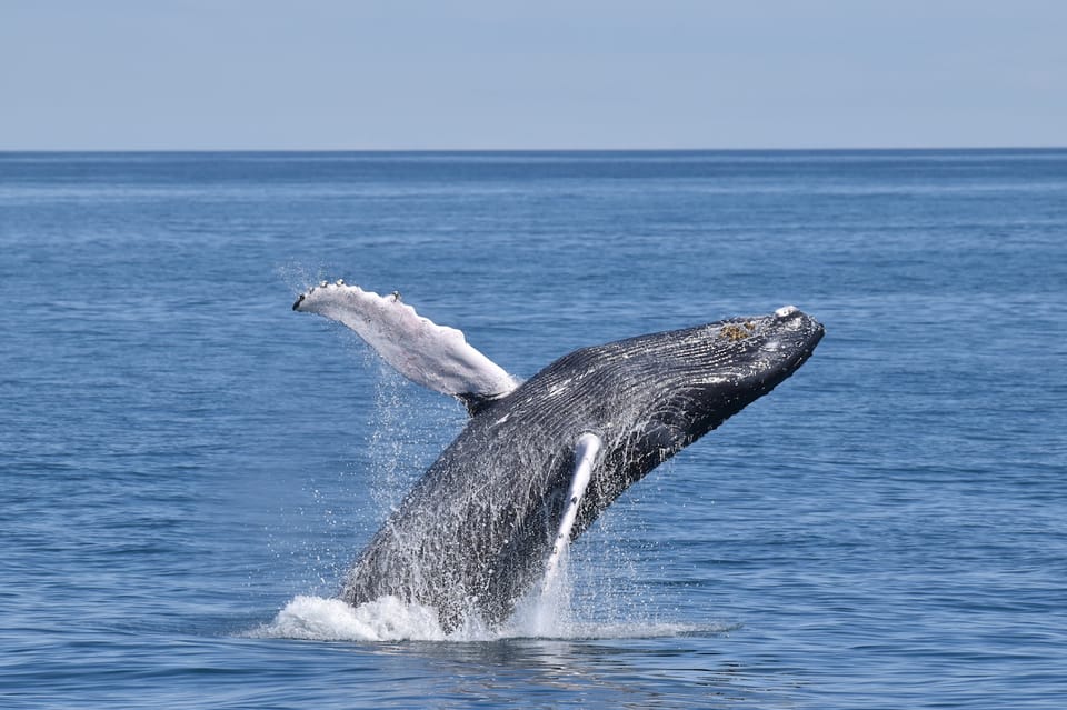 Cape May: Scenic Whale and Dolphin Watching Cruise – Cape May, New Jersey