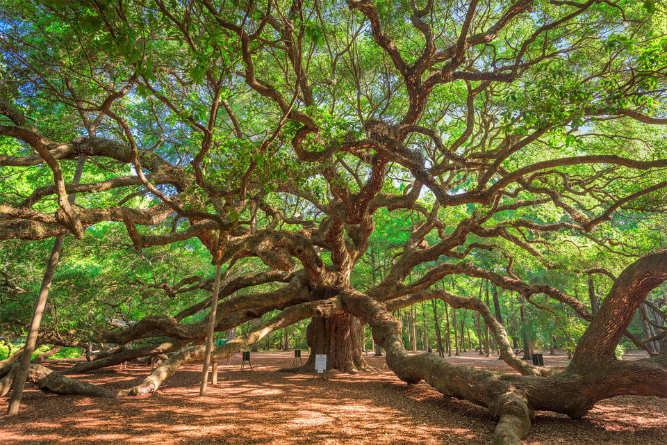 Charleston: Wadmalaw Island Wine Tasting and Tea Garden Trip – Charleston, South Carolina