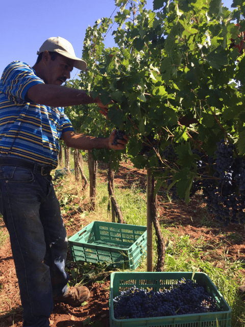 Chihuahua: Elemental Wine Experience with Tasting and Tour – Chihuahua City, Mexico