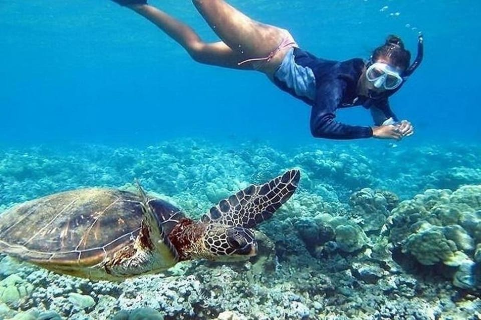 Circle Island: Swim with Turtles and Explore Paradise Oahu – Hawaii, Hawaii