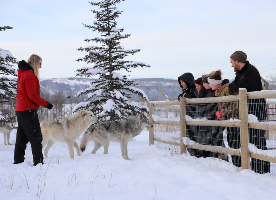 Cochrane: Yamnuska Wolfdog Sanctuary Tour – Cochrane, Canada