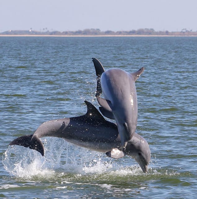 Cocoa Beach: Private 2-Hour Dolphin Sightseeing Tour – Cocoa Beach, Florida