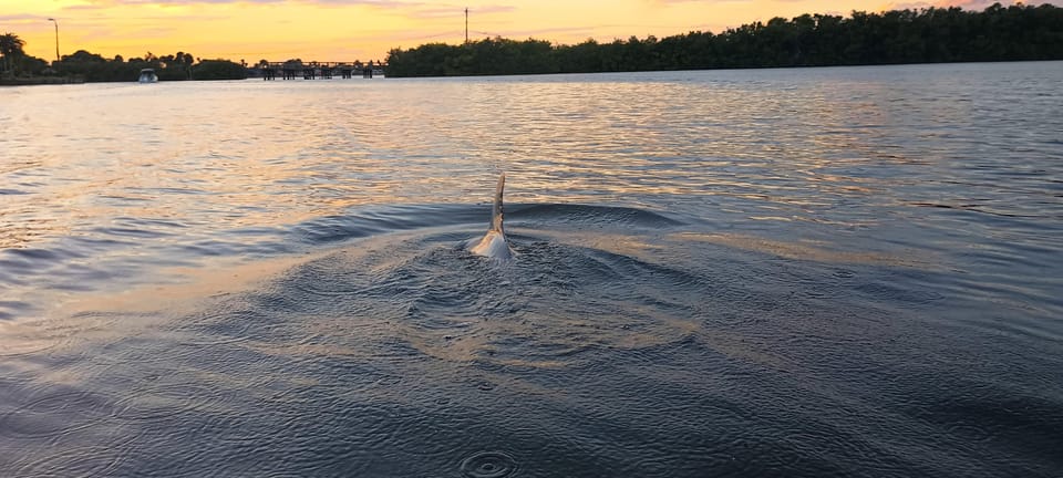 Cocoa Beach/Merritt Island: Guided Dolphin and Manatee Tour – Indian River Lagoon, Florida