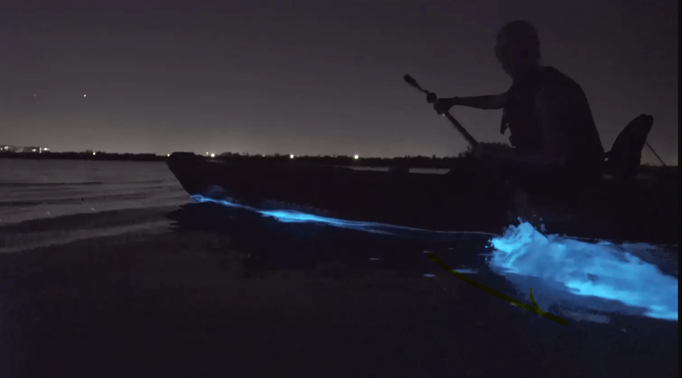 Cocoa Beach/Merritt Island:Bioluminescent kayak tour – Indian River Lagoon, Florida