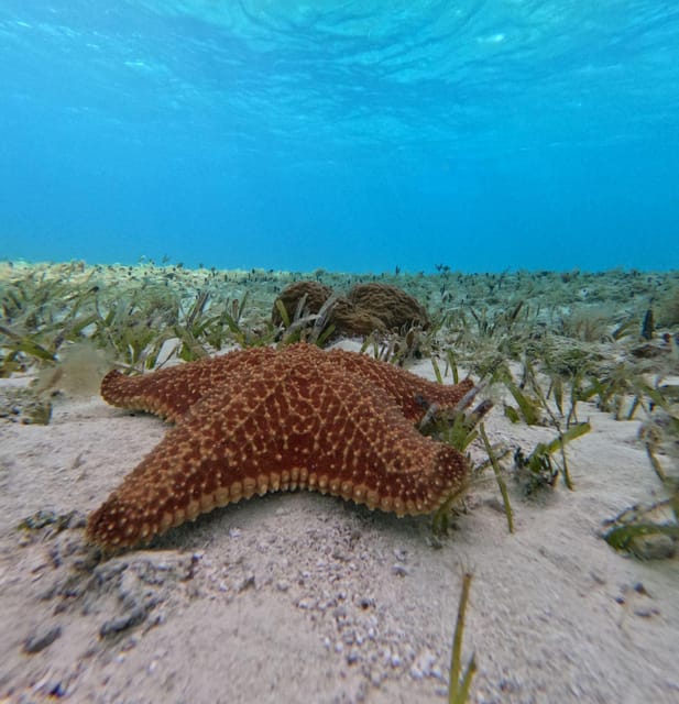 Cozumel, El Cielo: 4-Hour Shared Snorkeling Tour – Playa El Cielo, Mexico