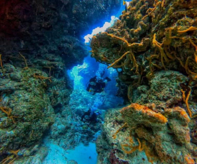 Cozumel: Two reef dives in Marine Park, certified divers – San Miguel de Cozumel, Mexico