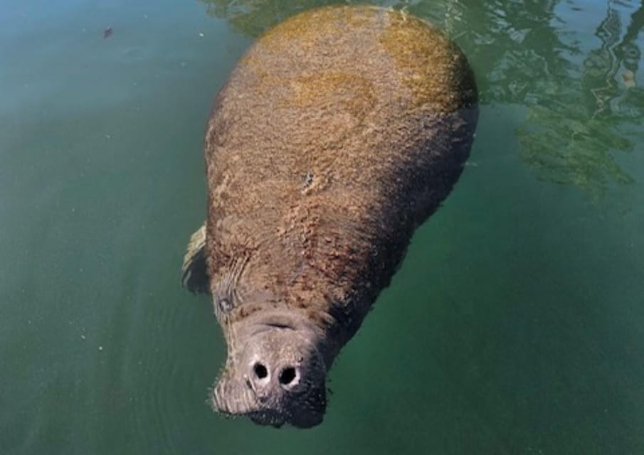 Crystal River: Kings Bay Manatee Watching Cruise – Crystal River, Florida