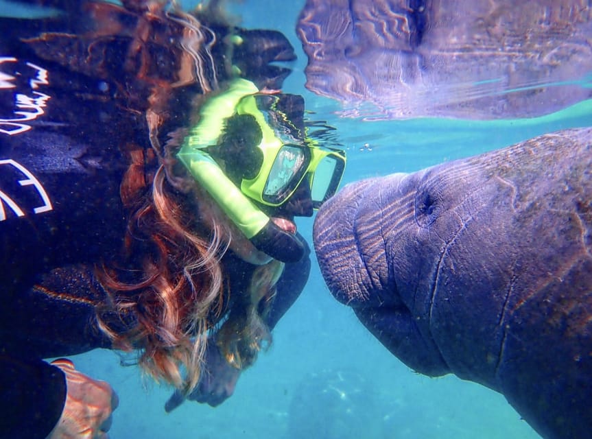 Crystal River: Manatee Swim Group Tour – Crystal River, Florida