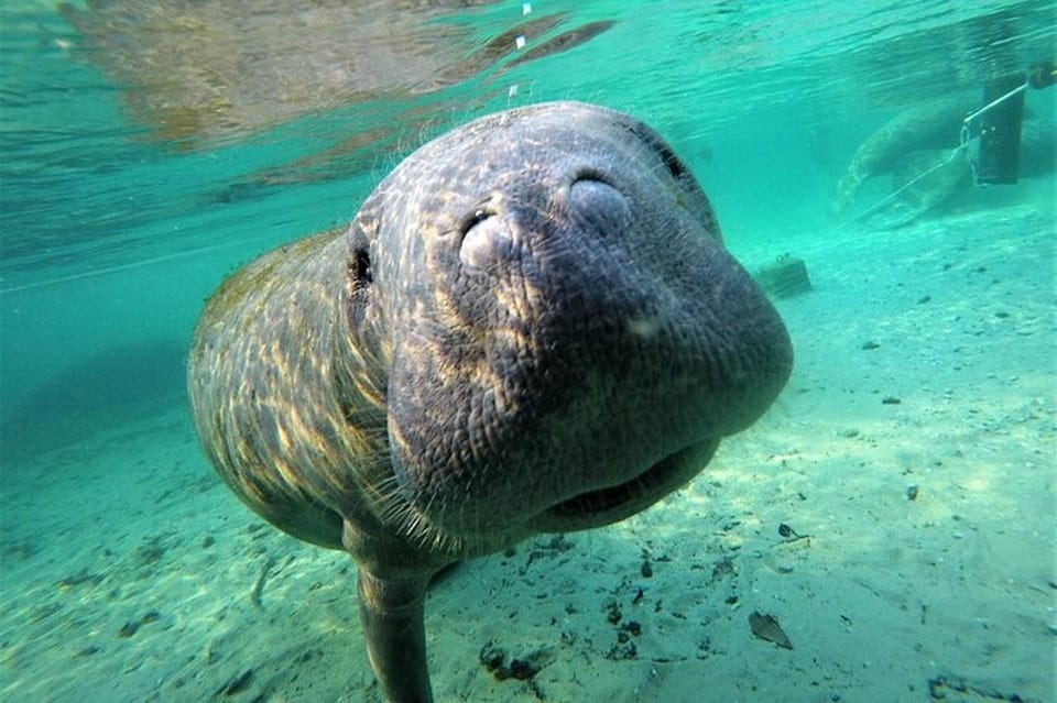 Crystal River: Manatee Swim Tour – Crystal River, Florida