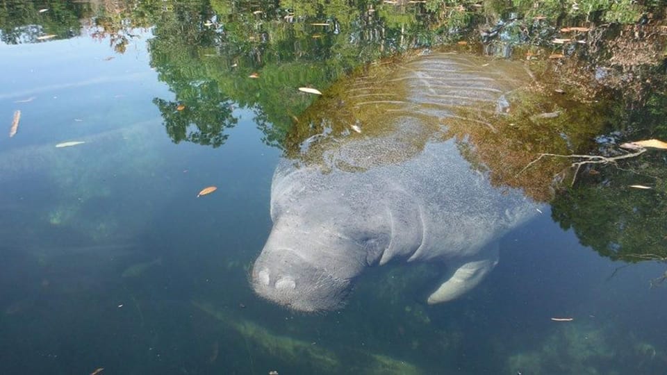 Crystal River: Manatee Viewing Cruise – Crystal River, Florida